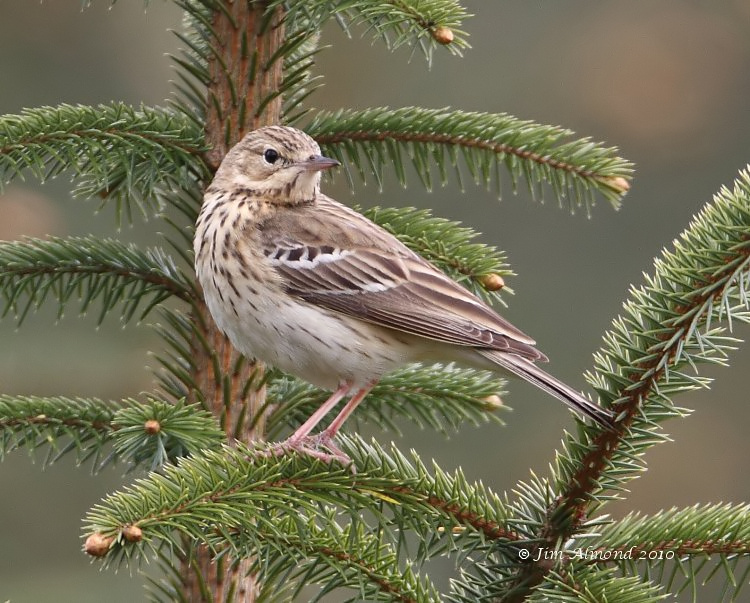 Tree Pipit side view Black Hill 2 5 10  IMG_4811